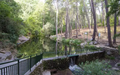 Un sereno camino de san pedro bordea un estanque rodeado de pinos. Un pequeño puente con una cascada conecta los senderos.