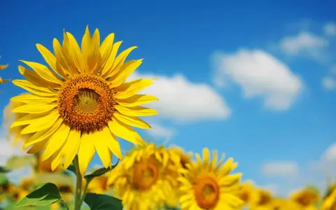 Bright yellow sunflowers bloom under a blue sky. Most sunflowers are annuals, not perennials, but their cheerful faces make every summer feel like a new beginning.