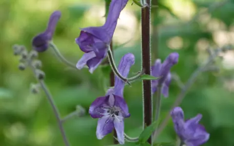 Vackra lila blommor, men var försiktig, detta är stormhatt giftig.