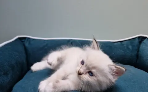 Uroczy kociak rasy ragdoll, jeszcze mały, leży na miękkim legowisku.