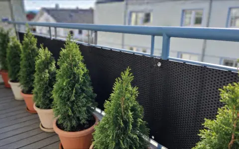 Rząd zielonych, stożkowatych roślin, przypominających tuje kuliste, w doniczkach na balkonie.