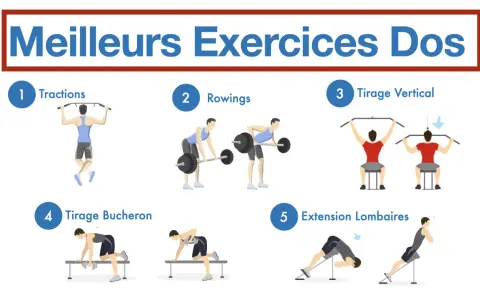 Illustration des meilleurs exercices pour le dos, incluant tractions, rowings, tirage vertical, tirage bûcheron et un exercice lombaire.