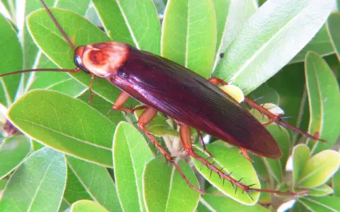 Una cucaracha americana de color marrón rojizo se posa sobre hojas verdes brillantes.