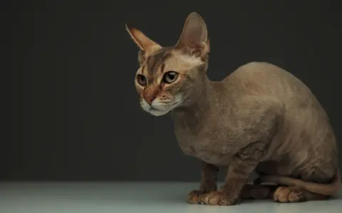 Uroczy kot rasy Peterbald, znany ze swojej unikalnej sierści. Sprawdź kot peterbald cena.