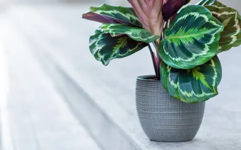 Calathea w szarej doniczce, z pięknymi, wzorzystymi liśćmi. Dowiedz się, jak dbać o tę roślinę.