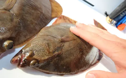 Zwei Plattfische liegen nebeneinander. Eine Hand berührt den einen Fisch. Hier wird der Unterschied zwischen Scholle und Flunder gezeigt.