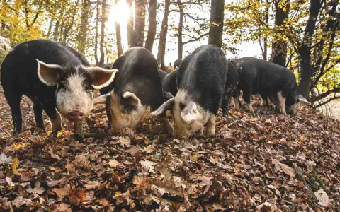 Un gruppo di suini, con il muso tra le foglie autunnali, cerca cibo nel bosco. Un maiale si volta verso l'obiettivo.