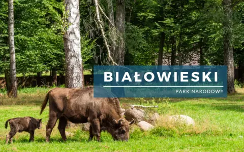Żubrzyca z cielakiem pasą się na łące w Białowieskim Parku Narodowym.
