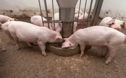 Maiali rosa si nutrono da una mangiatoia, mostrando quanto mangia un maiale al giorno.