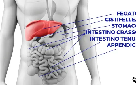 Anatomia umana: fegato, stomaco, intestino crasso e tenue. Cosa c'è sotto le costole a sinistra? L'intestino tenue e crasso.