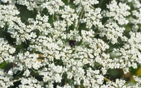 Gros plan sur une ombelle de carotte sauvage blanche, avec un petit insecte noir posé au centre.