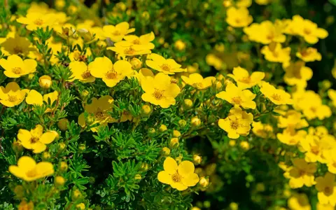Buskar med intensivt gula blommor, som blommar rikligt under juli-augusti. De små, femtaliga blommorna lyser upp i det gröna.