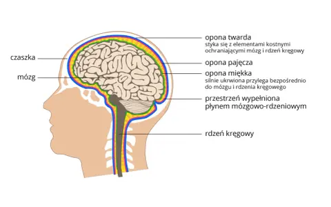 Przekrój ludzkiej głowy z mózgiem, czaszką i oponami mózgowymi.