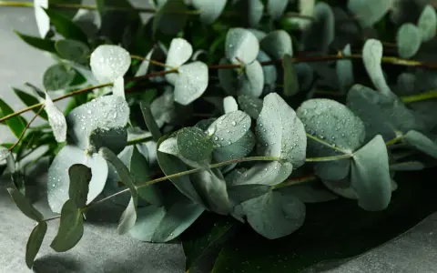 Foglie di eucalipto bagnate, un classico tra i rimedi della nonna per la sinusite.