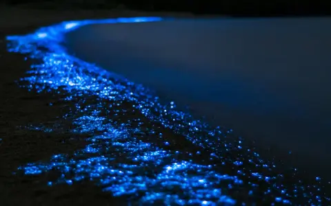 Ein magischer "sea of stars" auf den Malediven. Biolumineszente Algen leuchten am dunklen Strand wie tausende kleine Sterne.