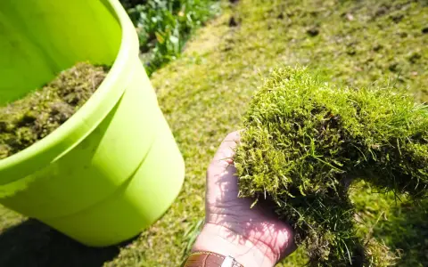 Ręka trzyma kępę mchu i trawy, przygotowując się do wrzucenia jej do zielonego pojemnika. To część procesu, jak pozbyć się mchu z trawnika.