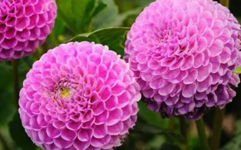Trois dahlias roses aux pétales denses, parfaits comme fleur à planter en avril pour un jardin coloré.