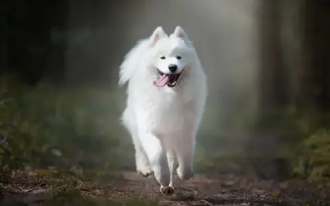 Biały samoyed biegnie przez las, jego gęsta sierść faluje.
