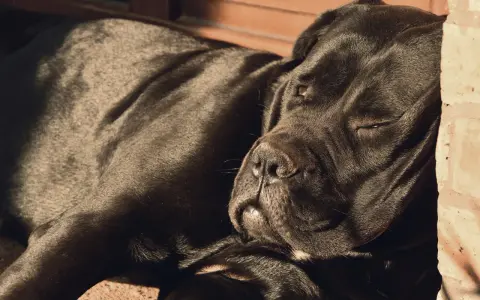 Czarny pies rasy Cane Corso, jeden z włoskich ras psów, odpoczywa w słońcu.