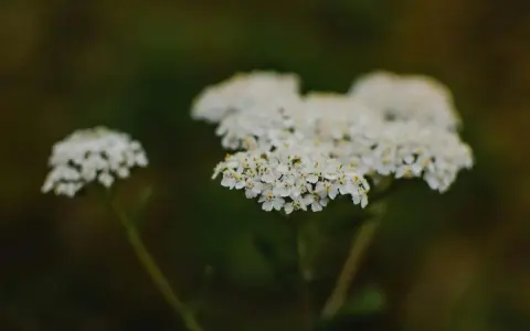 Fleurs blanches d'achillée millefeuille, connues pour leurs nombreux bienfaits.