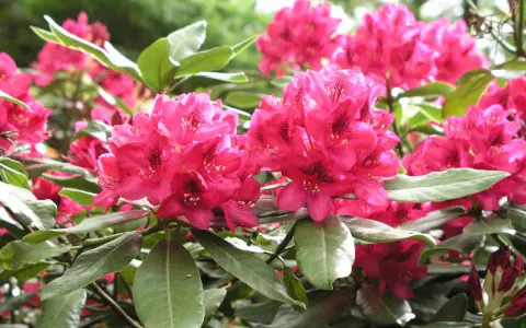 Strahlend pinke Rhododendron-Blüten in voller Pracht. Ein wunderschöner Anblick, der Lust macht, selbst Rhododendron zu pflanzen.