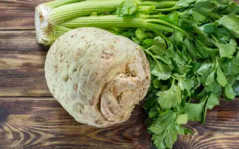Un céleri-rave rustique et ses tiges vertes sur fond de bois. La culture du céleri rave est une tradition culinaire.