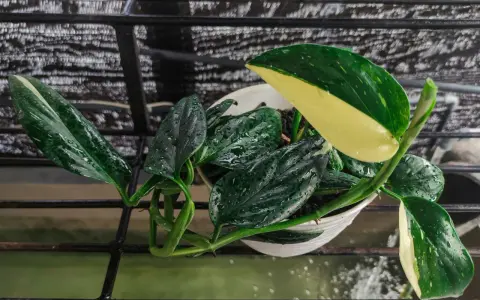 Monstera Standleyana w białej doniczce, z liśćmi pokrytymi kroplami wody, na czarnej kratce.