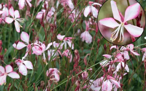 Fleurs de gaura rouge, délicates et rosées, parsemées de gouttes de pluie. L'entretien de ces beautés est simple pour un jardin éclatant.