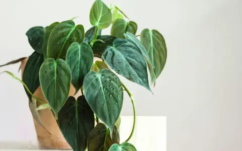 A bujna roślina doniczkowa, philodendron micans, z ciemnozielonymi, aksamitnymi liśćmi pokrytymi kropelkami wody.