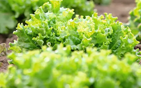 Salades vertes et frisées, prêtes à être repiquées. Le jardinier attend la lune pour un repiquage optimal.