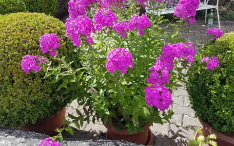 Ein üppiger **Phlox** blüht in leuchtendem Pink neben zwei perfekt geformten Buchsbäumen. Der sonnige **Standort** im Garten ist ideal für diese farbenfrohe Pracht.
