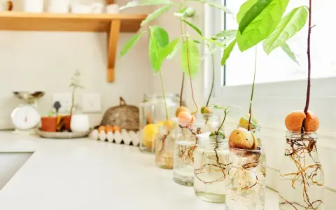 Varios aguacates en proceso de germinación en frascos con agua, mostrando raíces y brotes. Un proyecto para plantar aguacate en casa.