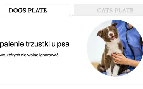Weterynarz bada szczeniaka, który może mieć zapalenie trzustki u psa. Objawy są widoczne na ekranie.