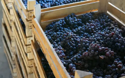 Drewniane skrzynie wypełnione ciemnymi winogronami, gotowe na produkcję wina. Prawidłowa pinot noir wymowa jest kluczem do docenienia tego szlachetnego trunku.