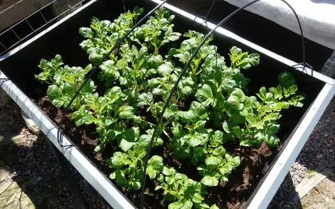 Gröna potatisplantor växer tätt i en pallkrage. Svårt att säga exakt hur många potatisar i en pallkrage, men många plantor ger hopp om god skörd.