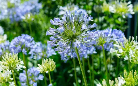 En närbild av en afrikas blå lilja med sina delikata, ljusblå blommor som sträcker sig mot himlen. I bakgrunden syns fler blommor och grönska.