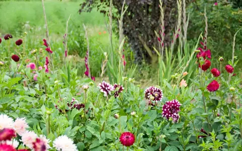En blomstrande rabatt med dahlior och gladiolus. En vacker mieczyk ogrodowy i full blom.