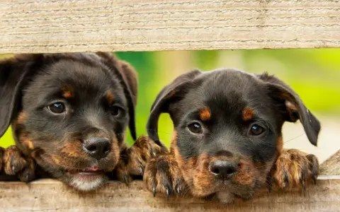 Dwa szczenięta rottweilera zaglądają przez drewniane deski. Szukasz imiona dla psa na "A"? Może ARES albo ARIA?