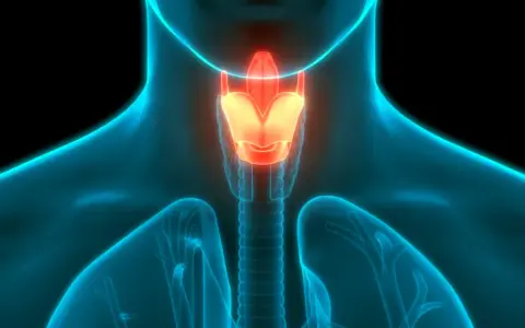 Anatomia krtani i tchawicy, podświetlone na czerwono.