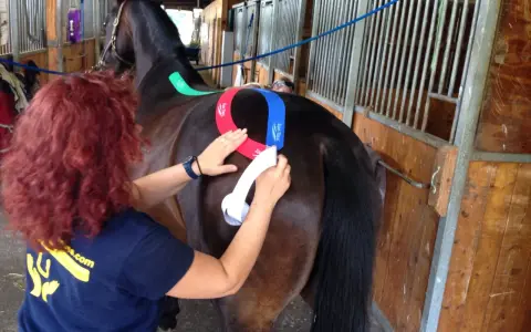 Eine Frau mit roten Haaren klebt einem braunen Pferd bunte Tapes auf den Rücken. Das pferd tapen ist eine Methode zur Unterstützung.