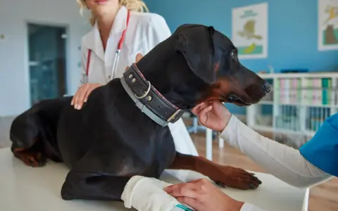 Doberman na stole rehabilitacyjnym, otrzymuje fizjoterapię dla psa. Weterynarz z czerwonym stetoskopem głaszcze psa.
