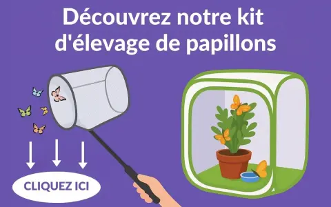 Découvrez notre kit d'élevage de papillons. Voyez que mange un papillon dans sa serre, avec une plante et une coupelle d'eau.