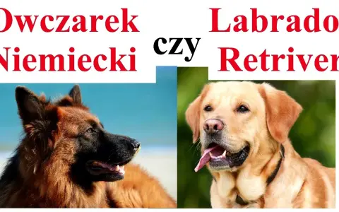 Labrador czy owczarek niemiecki: Która rasa lepiej pasuje do Ciebie?