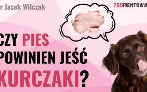 Czy pies może jeść kurczaka? Bezpieczne sposoby i zagrożenia
