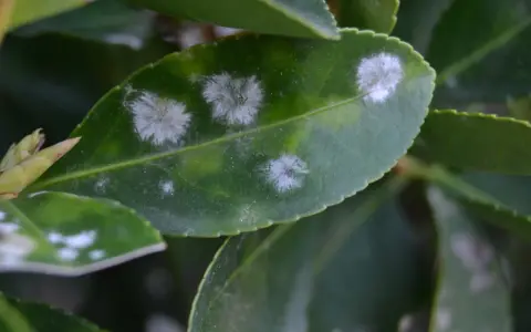 Hojas verdes con manchas blancas algodonosas, indicativo de oidio. Es hora de buscar un oidio tratamiento efectivo para salvar la planta.
