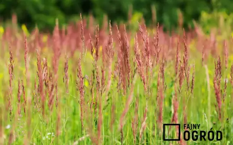 Łąka pełna kwitnącej kostrzewy czerwonej, tworzącej piękny, naturalny trawnik.