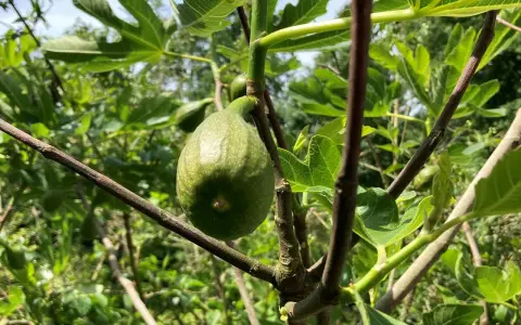 Ein grüner Feigenbaum mit einer reifenden Frucht. Der ideale **Feigenbaum Standort** ist sonnig und geschützt.