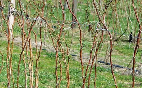 Jakie nawozy pod maliny jesienne na wiosnę poprawią plonowanie?