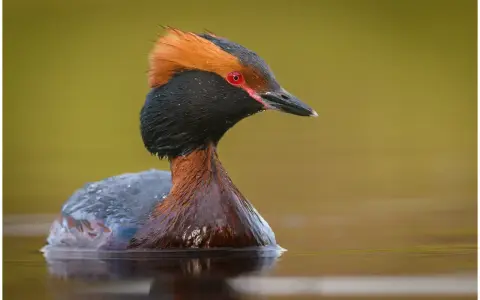 Perkoz rogaty z ognistym czubkiem i czerwonym okiem pływa po spokojnej wodzie.