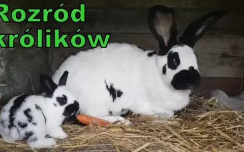 Ile trwa ciąża u królika? Poznaj zaskakujące fakty i porady